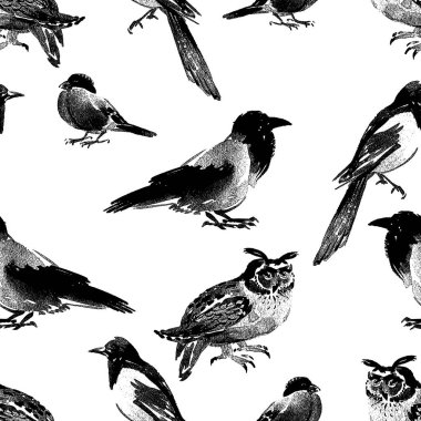 Çeşitli yabani kuşların sorunsuz bckground