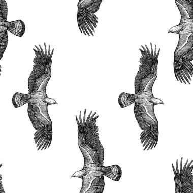 Uçuş altın kartal kroki Dikişsiz arka plan