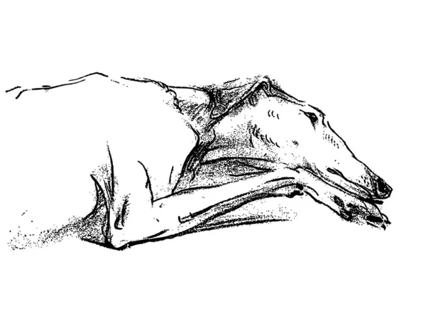 Desenho Mão Livre Galgo Cansado Deitado — Vetor de Stock