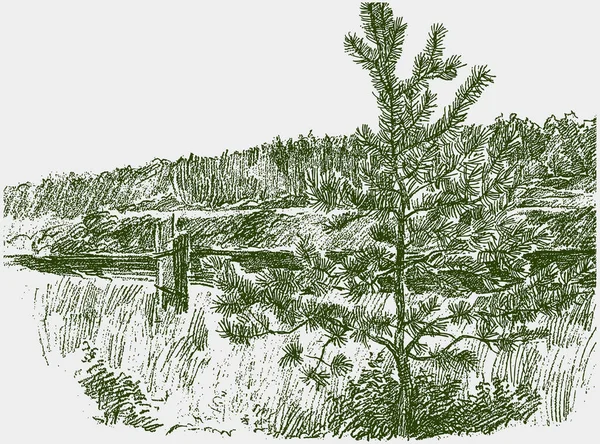 Dessin Main Levée Paysage Été Bord Rivière Avec Jeune Pin — Image vectorielle