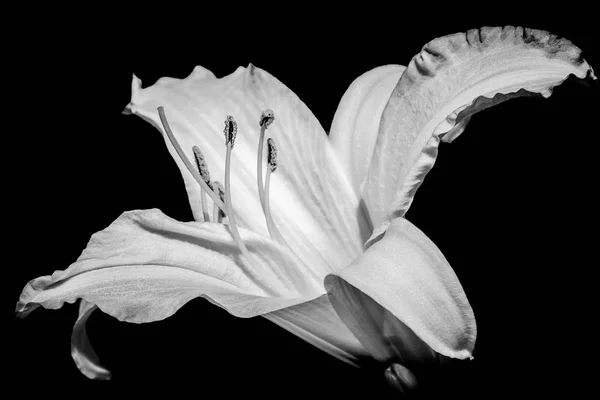 Flor Lirio Blanco Negro — Foto de Stock