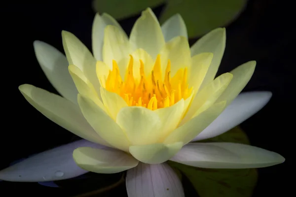 yellow Lotus flower on water