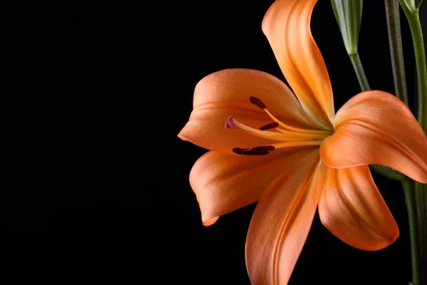 Oranje Lily Bloem Studio — Stockfoto