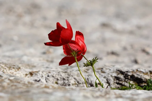 Paar Van Anemone Bloemen Groei Tussen Stenen — Stockfoto