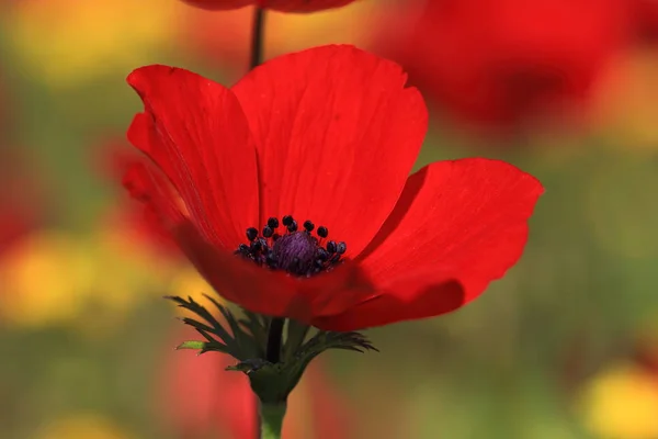 Anemon Czerwony Kwiaty Wiosnę Izraelu — Zdjęcie stockowe