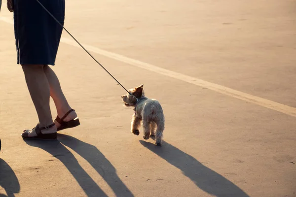 Frau Beim Gassigehen Kleiner Hund Bei Sonnenuntergang Haustier Und Herrchen — Stockfoto