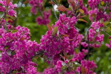 Moskova Park kiraz çiçekleri