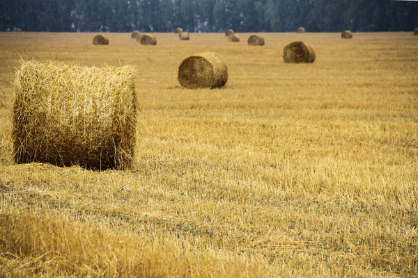 Gold Russian Fields — Stock Photo, Image