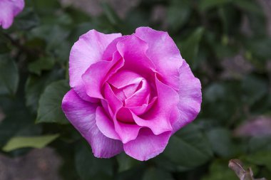 Rose doğa mükemmel oluşturulmasıdır.