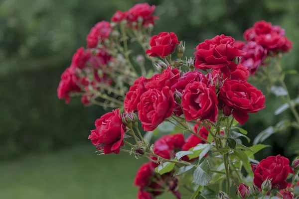Πλούσια Θάμνο Scarlet Τριαντάφυλλα Φόντο Πράσινο Ανοιξιάτικα Χόρτα — Φωτογραφία Αρχείου