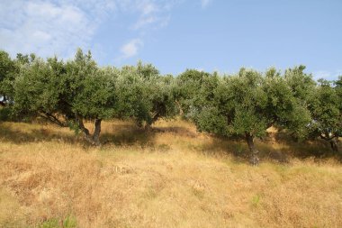 Mavi yaz gökyüzüne karşı yoğun olive grove