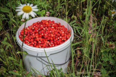 Beyaz plastik kova olgun kırmızı ahşap çilek tam