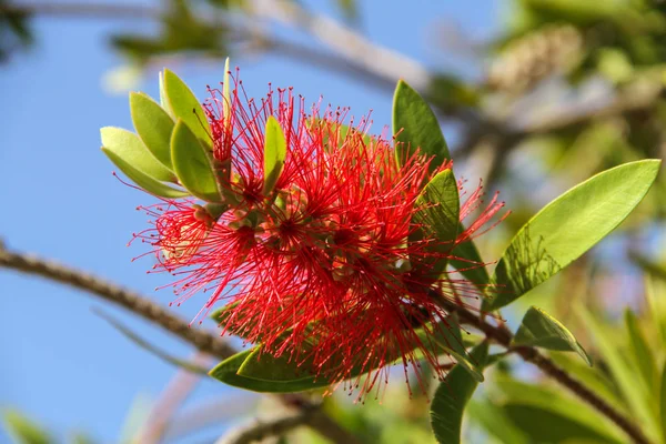 Ramo Albero Con Fiore Rosso Che Sembra Pennello Lavare Piatti — Foto Stock