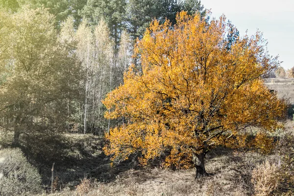 Luxueux Chêne Doré Solitaire Poussant Périphérie Forêt — Photo