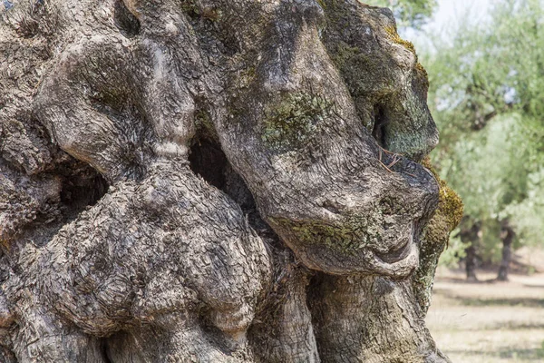 올리브 나무의 트렁크 — 스톡 사진