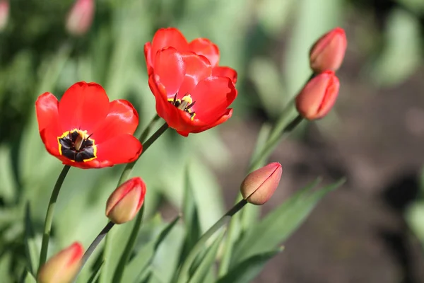 Opened Opened Red Tulips Royalty Free Stock Images