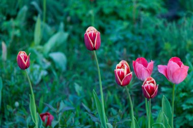 Birkaç Koyu kızıl laleler sarı kenar ile terry yaprakları ile bir grup