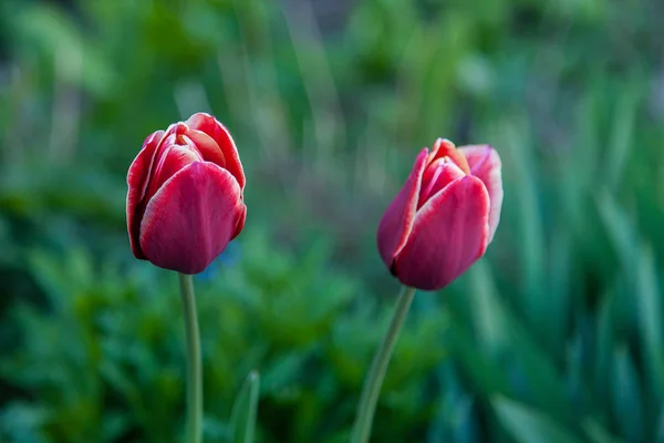 Two Dark Crimson Tulips Terry Petals Yellow Trim — Stock Photo, Image