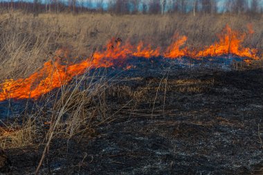 Kuru ot yakma. Yüksek yangın hızlı bir şekilde güçlü Rüzgar, her şeyi yoluna çıkan yanma nedeniyle yayılır..