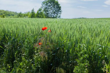 Olgunlaşmamış buğday alan arka plan üzerinde yalnız kırmızı gelincik