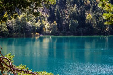 Schwansee Gölü, ünlü Bavyera kaleleri Hohenschwangau ve Neuschwanstein 'i çevreleyen göllerden biridir..