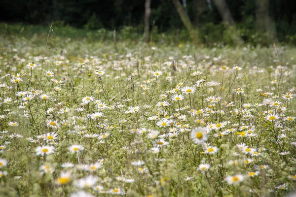 Background image in the form of a field filled with light, with daisies