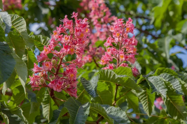 Blooming Red Chestnut Closeup — Stock Photo, Image