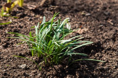 Gelecek bahar-beyaz kar damlası sembolü