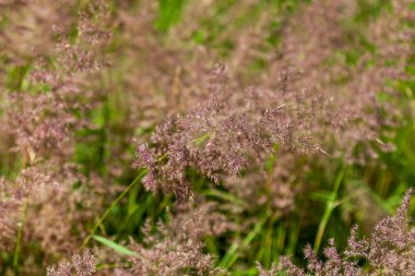 Arka plan görüntüsü - yemyeşil çiçeklenmelerle dolu çimenler