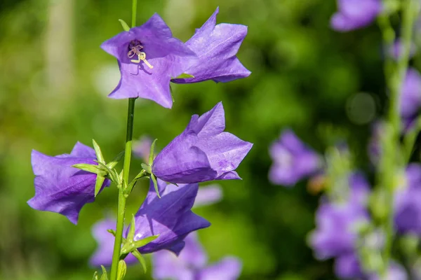 Flor Silvestre Campana Contraluz Del Sol Brillante — Foto de Stock