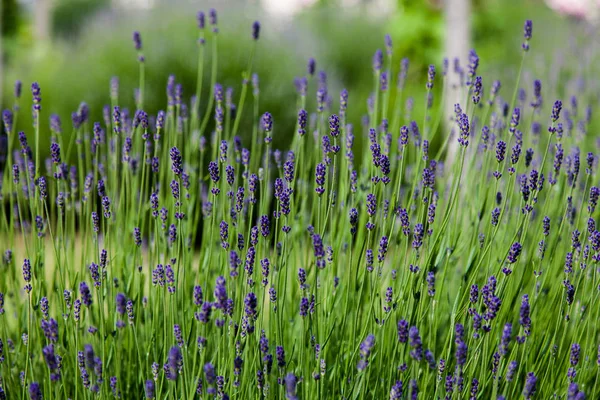 Horizontal Background Image Lavender Blooming Blurred Background — Stock Photo, Image