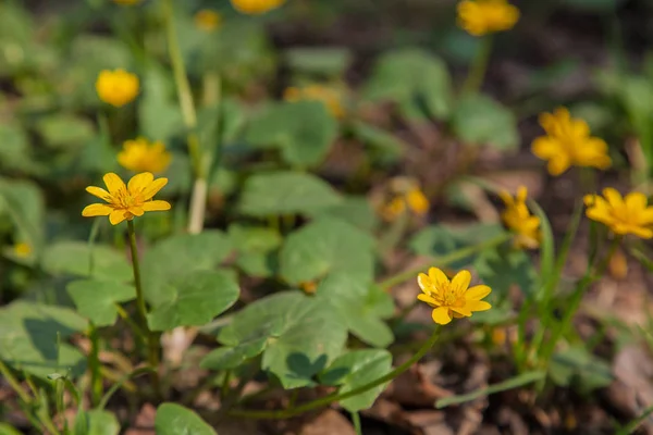 One First Spring Flowers Yellow Buttercups — Stock Photo, Image