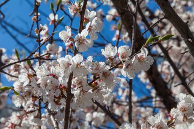 Mavi gökyüzüne karşı beyaz çiçeklerle kaplı bir ağaç