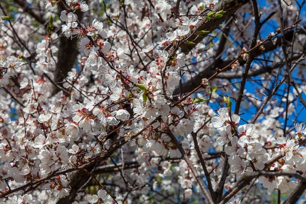 Tree Covered White Spring Flowers Blue Sky — Stock Photo, Image