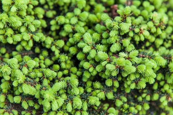 Background Image Young Green Twigs Serbian Spruce — Stock Photo, Image