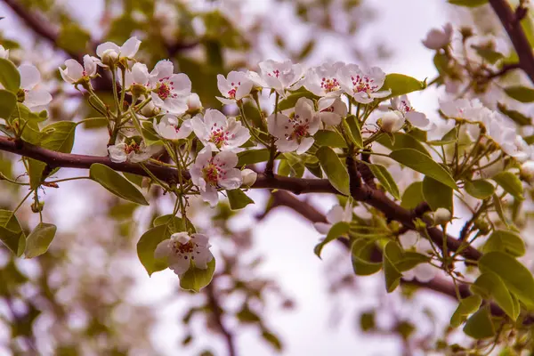 一枝覆盖着鲜花的樱桃树 — 图库照片