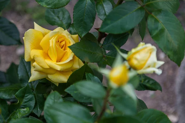 Perfekt Geformte Gelbe Rosenknospe — Stockfoto