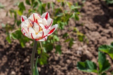 Lale alışılmadık boyama ve beş köşeli yıldız şeklinde bir tomurcuk ile