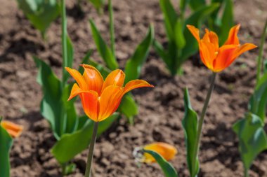 Altı köşeli yıldız şeklinde yaprakları ile iki turuncu lale