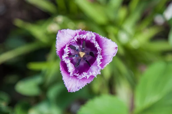 Terry light purple tulip (top view)