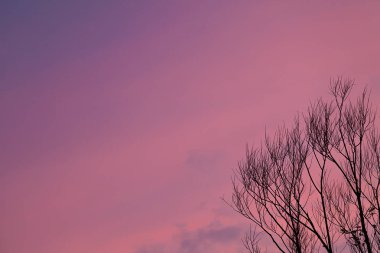 Dramatik bir akşam gökyüzünün arka planında yeşillik olmadan bir ağacın dallarının hatları