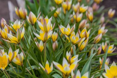 Arka plandaki görüntü, yıldız şeklinde tomurcukları olan küçük sarı-beyaz laleler.