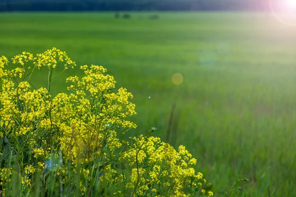 A field lit by the setting sun with yellow flowers in the foreground