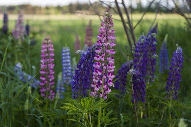 Üzerinde büyüyen çok renkli lüks çiçekler ile güneş ışığı yeşil alan