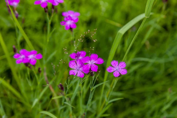 Pink wild carnations on green grass background