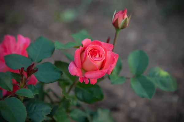 Rosa Rosa Cresce Primavera Jardim — Fotografia de Stock