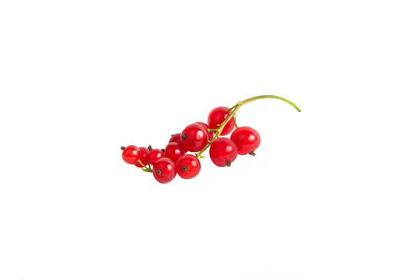 Une Branche Groseilles Rouges Fraîches Sur Fond Blanc Isolé — Photo