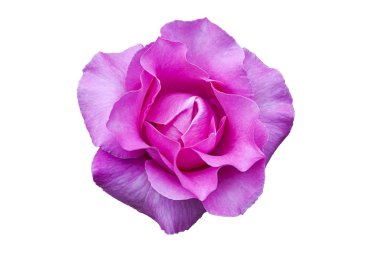 Beyaz izole arka plan üzerinde mükemmel şekil pembe gül