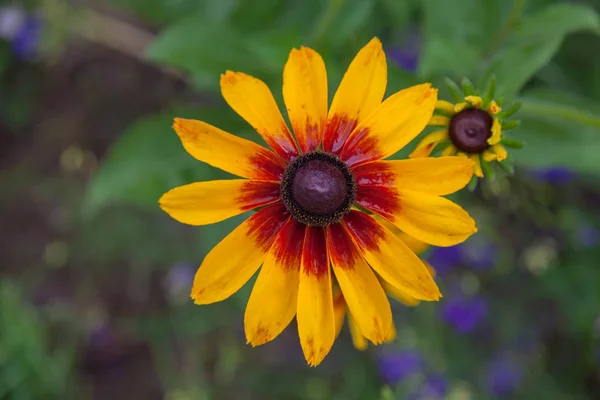 Flor Jardim Brilhante Como Uma Margarida — Fotografia de Stock