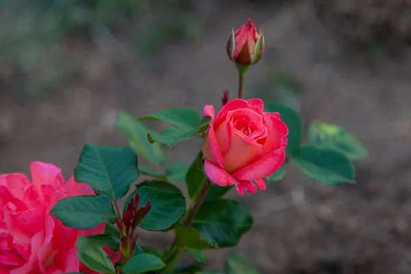 緑の葉を背景に庭のバラの芽 — ストック写真